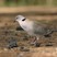 African Mourning Dove